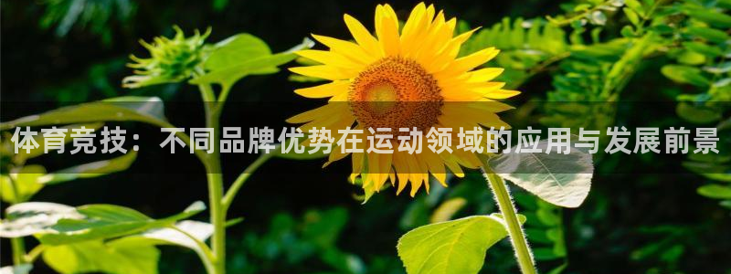 哈哈体育十年：体育竞技：不同品牌优势在运动领域的应用与发展前景