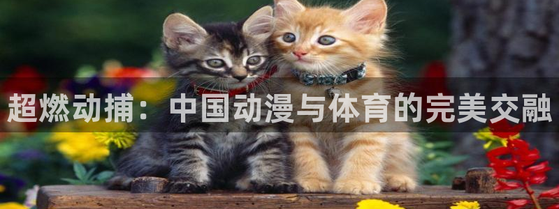 哈哈体育十年：超燃动捕：中国动漫与体育的完美交融